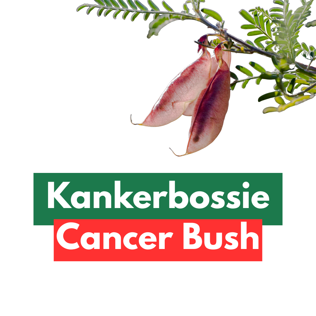 Cancer Bush